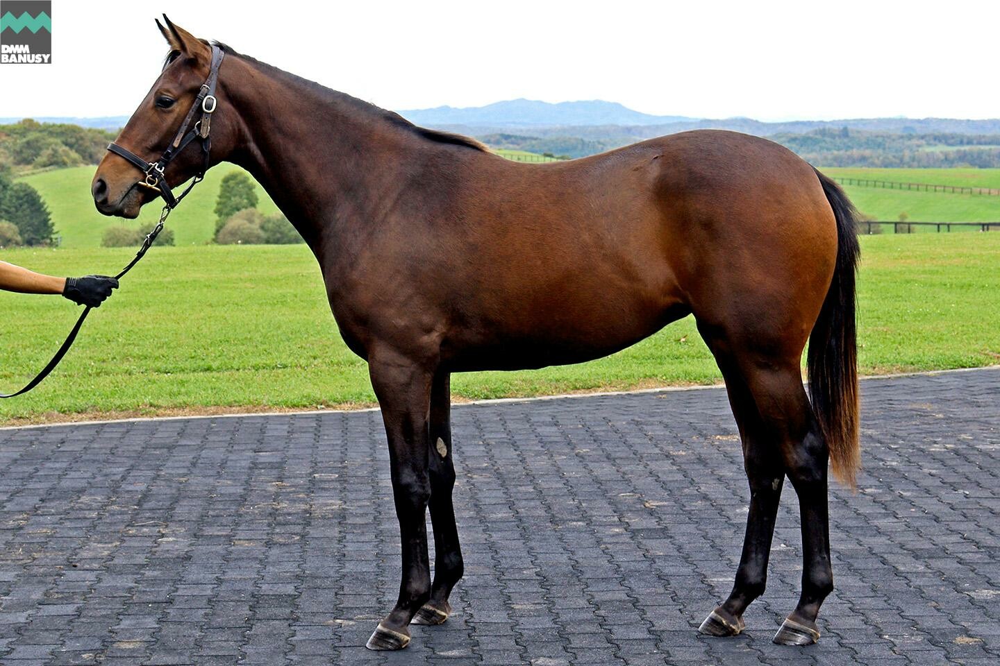 アイワナアイドル 馬体フォト 2021/10/05