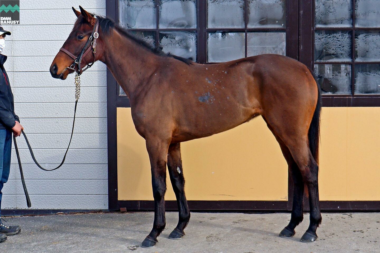 アイワナアイドル 馬体フォト 2022/02/04