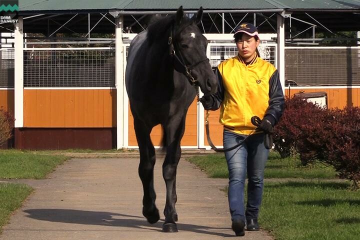 オグリクロノス 馬体フォト 2017/09/06