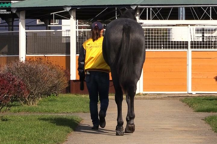オグリクロノス 馬体フォト 2017/09/06