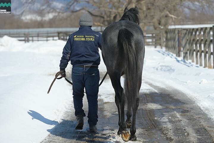 オグリクロノス 馬体フォト 2018/03/07