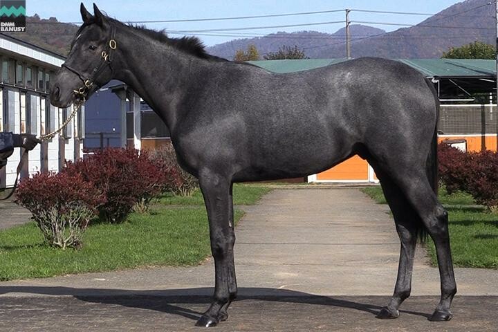 オグリクロノス 馬体フォト 2017/09/06