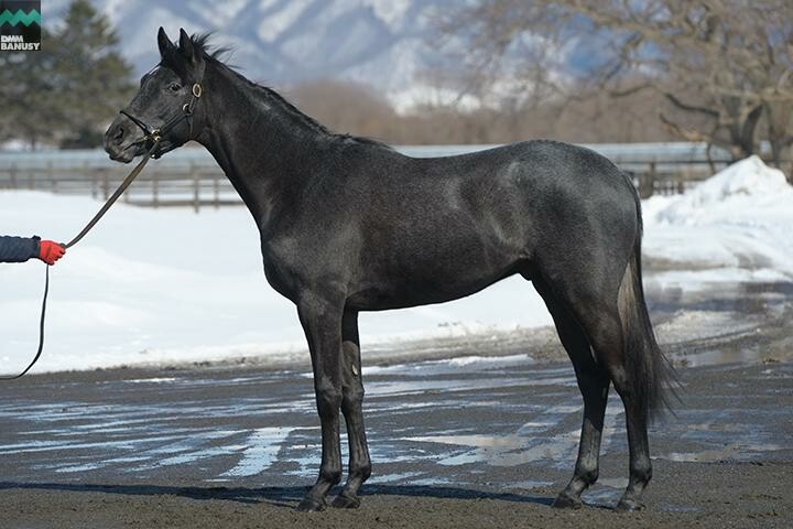 オグリクロノス 馬体フォト 2018/03/07