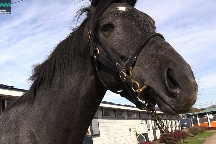 オグリクロノス 馬体フォト 2017/09/06