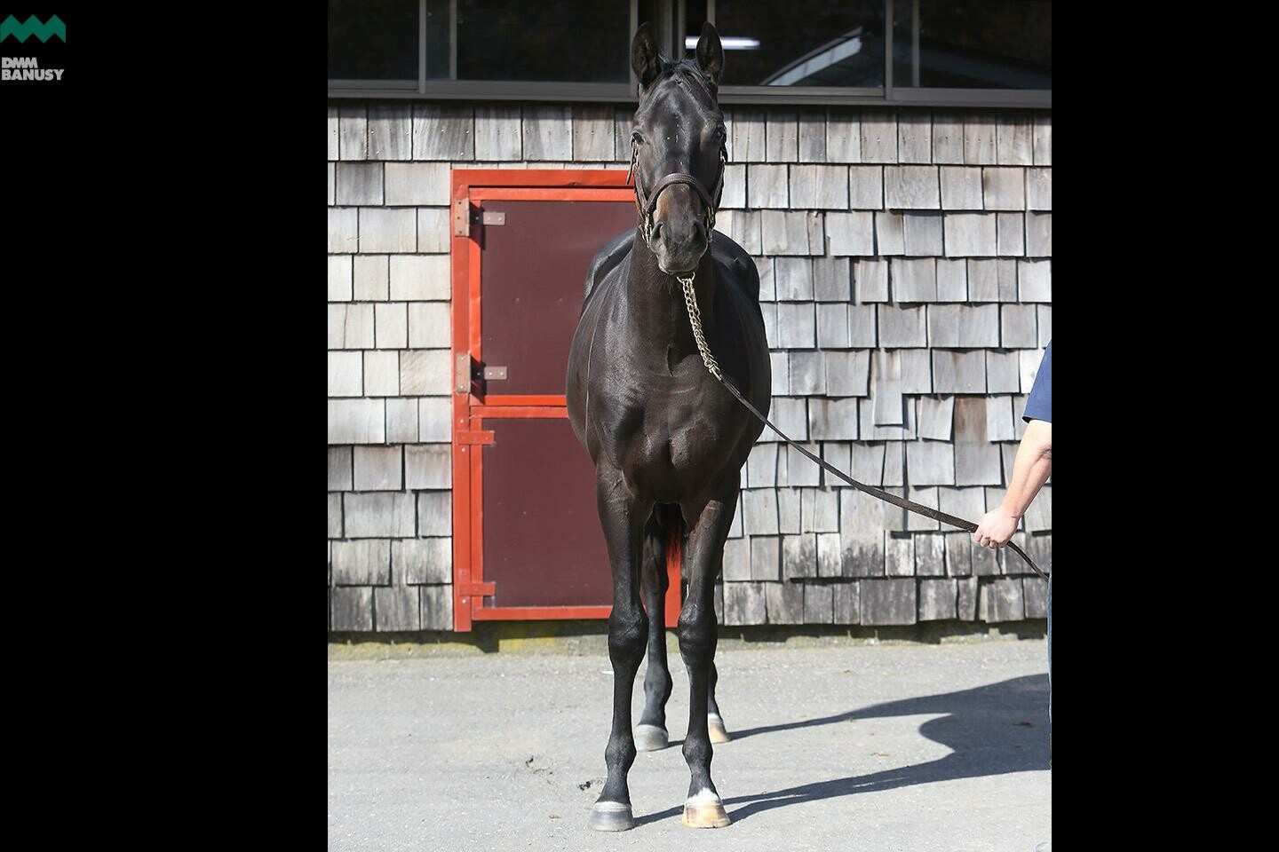 レアンカルナシオン 馬体フォト 2019/10/28