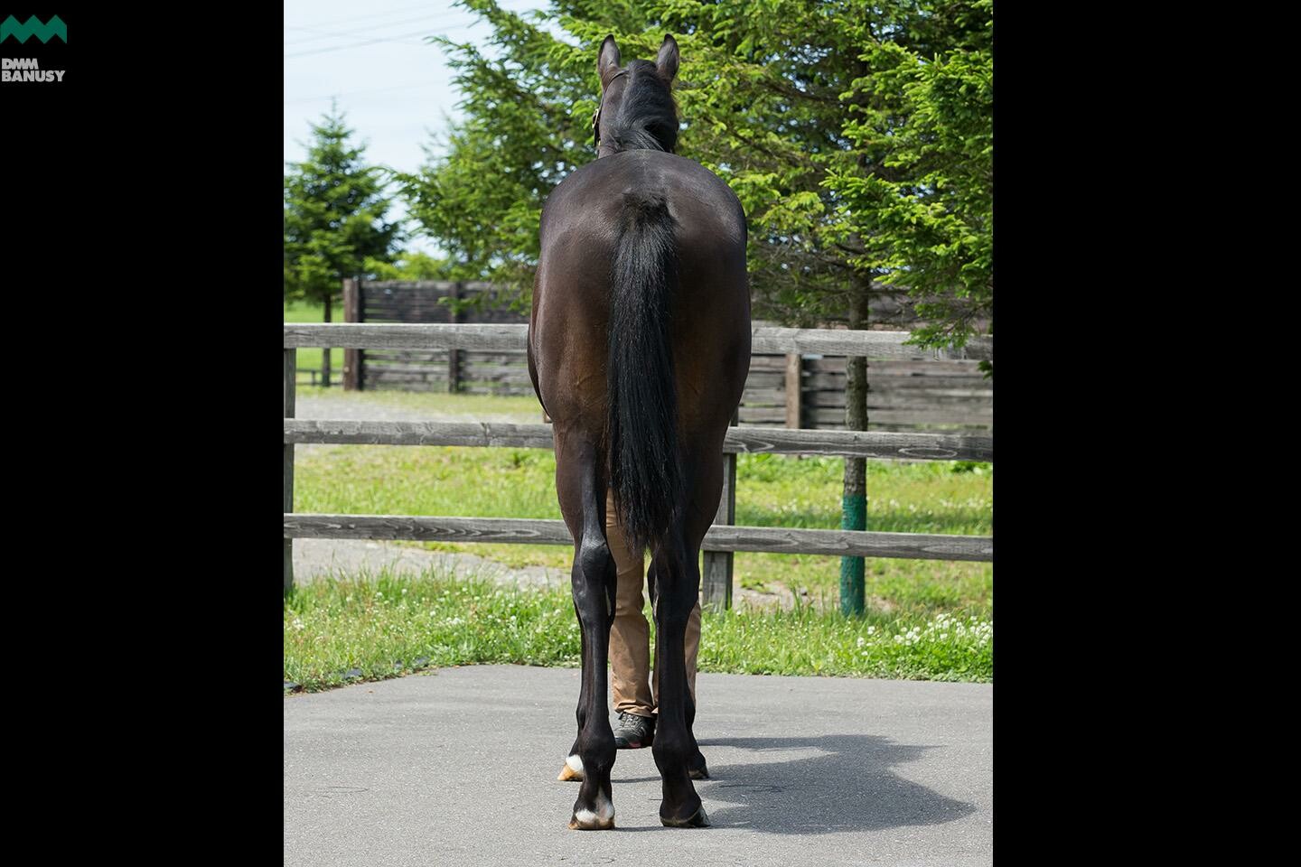 レアンカルナシオン 馬体フォト 2019/06/26