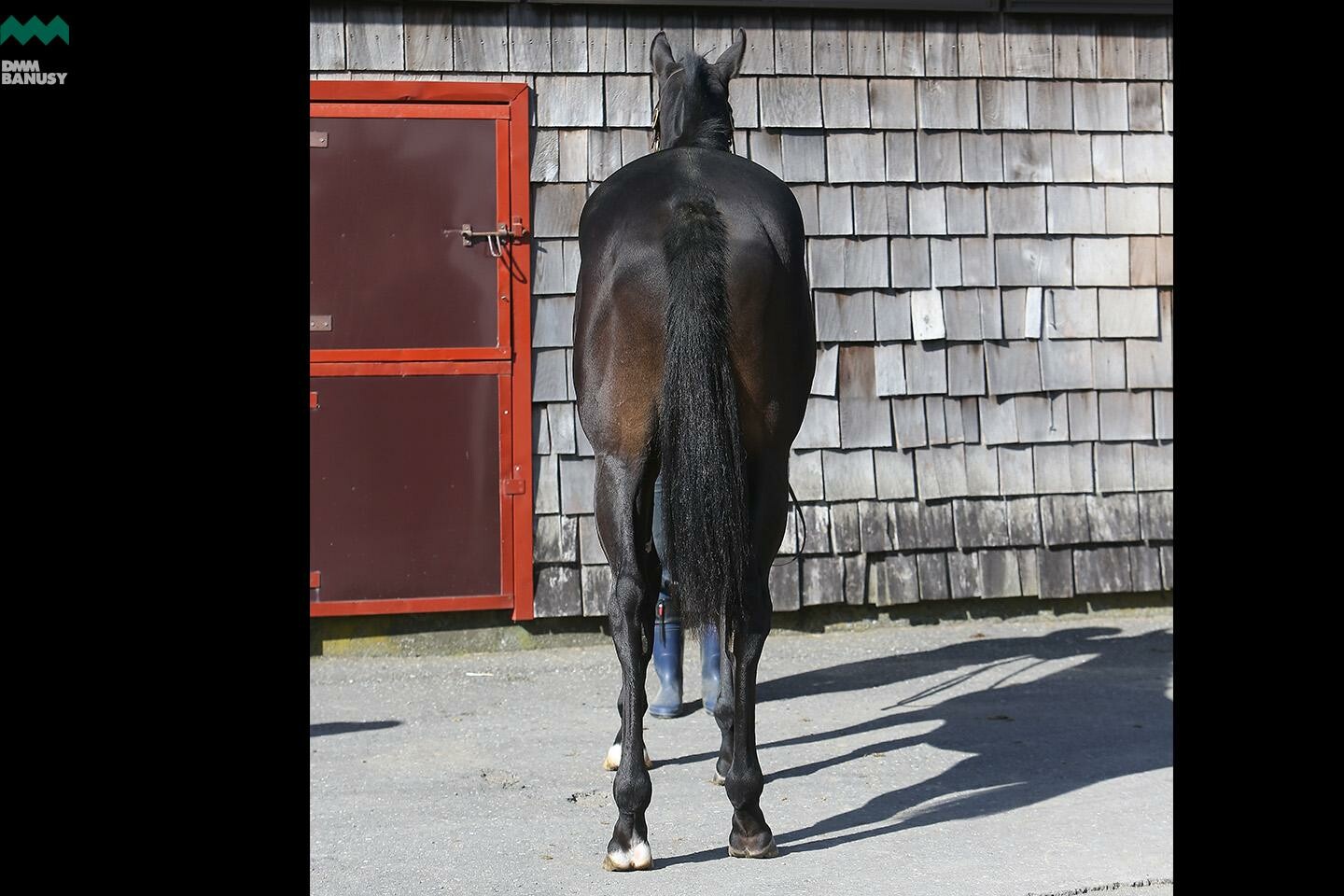 レアンカルナシオン 馬体フォト 2019/10/28