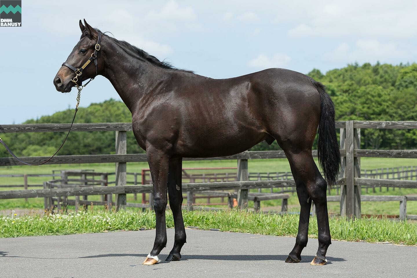 レアンカルナシオン 馬体フォト 2019/06/26