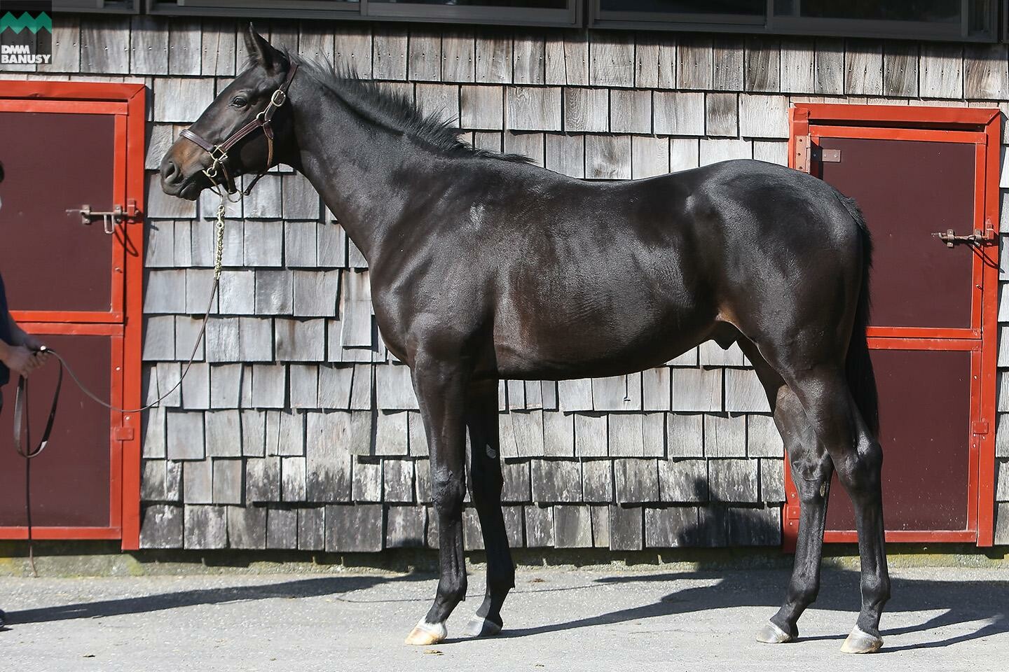 レアンカルナシオン 馬体フォト 2019/10/28