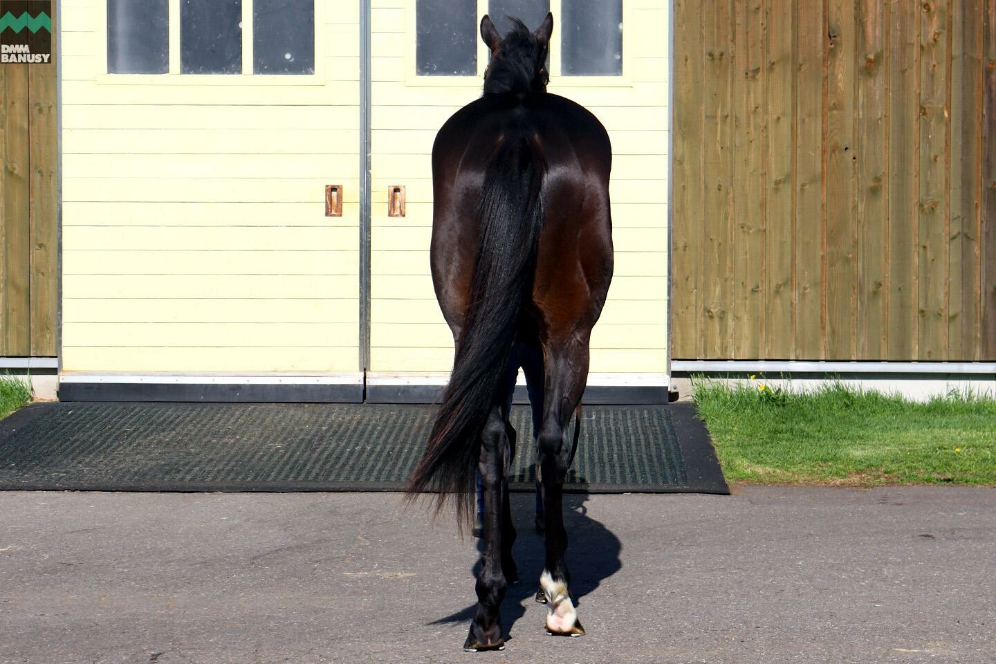 サイレントブラック 馬体フォト 2021/05/20