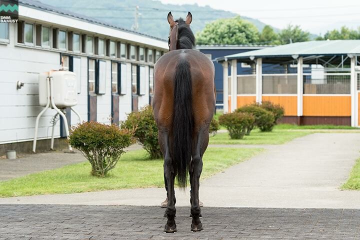 アイスブラスト 馬体フォト 2018/07/27