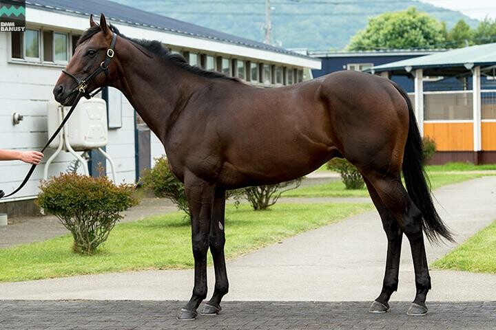 アイスブラスト 馬体フォト 2018/07/27