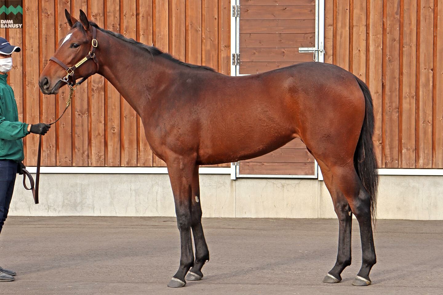 レプリューム 馬体フォト 2020/10/15