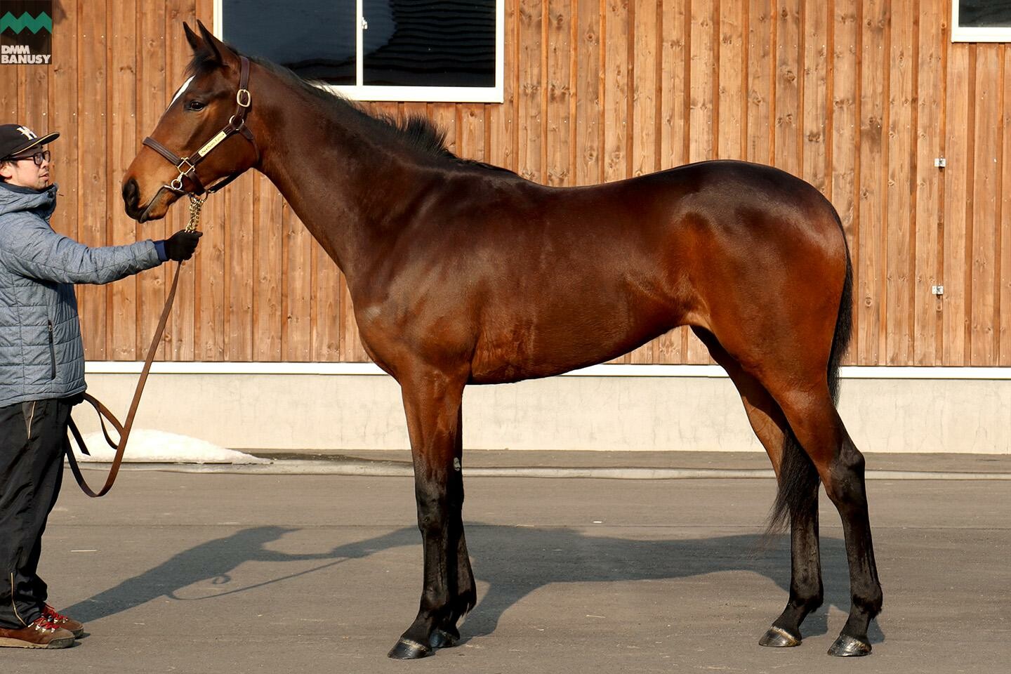 レプリューム 馬体フォト 2021/02/13