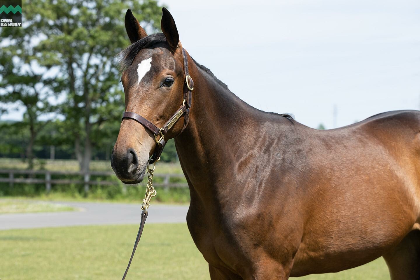 レプリューム 馬体フォト 2020/06/23