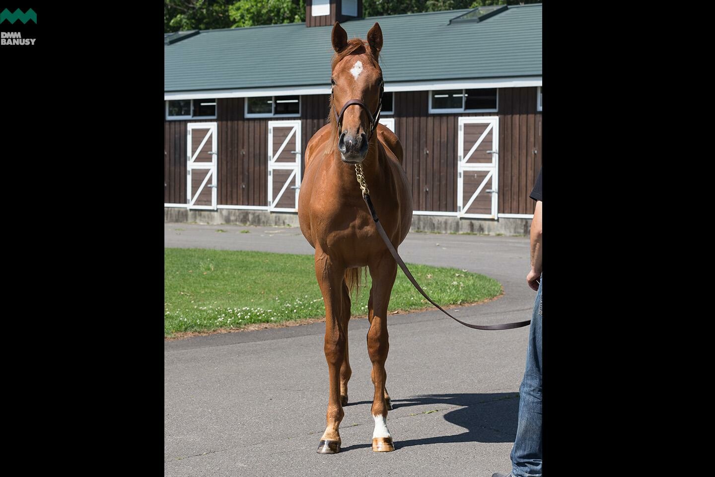 ヴォリーダ 馬体フォト 2019/06/26