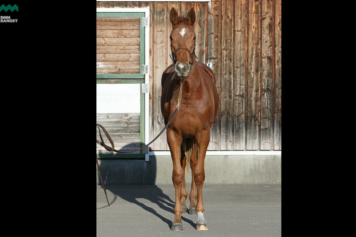 ヴォリーダ 馬体フォト 2019/11/05