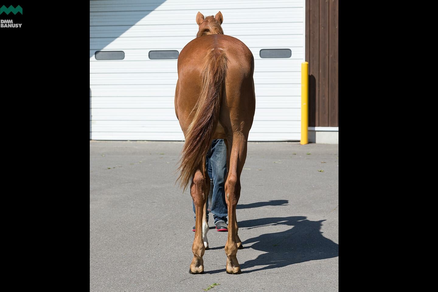 ヴォリーダ 馬体フォト 2019/06/26