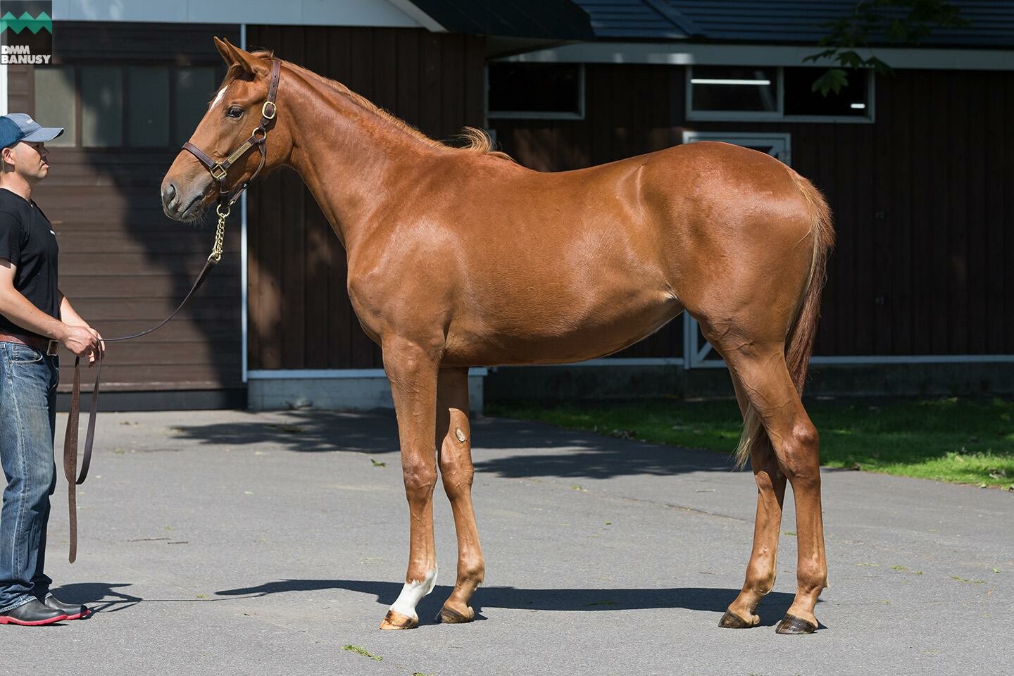 ヴォリーダ 馬体フォト 2019/06/26