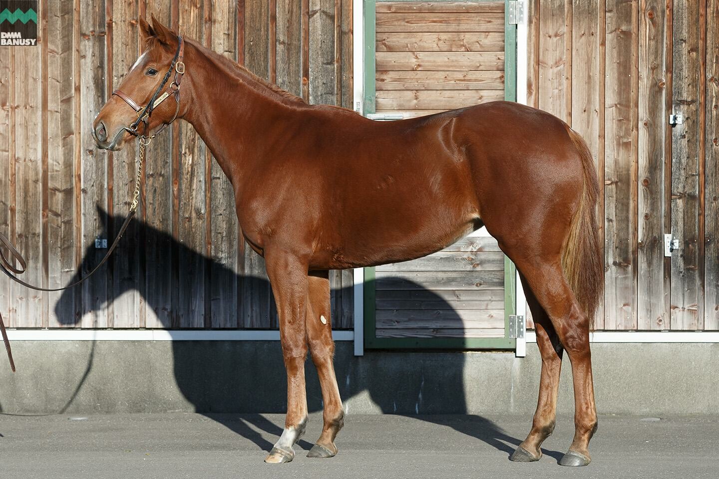 ヴォリーダ 馬体フォト 2019/11/05