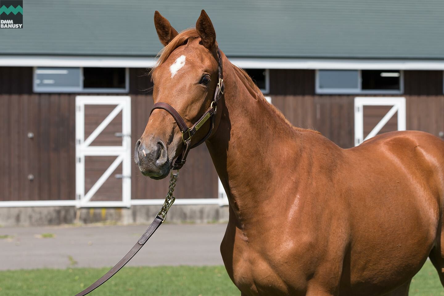 ヴォリーダ 馬体フォト 2019/06/26