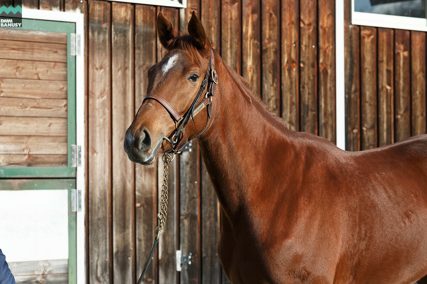 ヴォリーダ 馬体フォト 2019/11/05