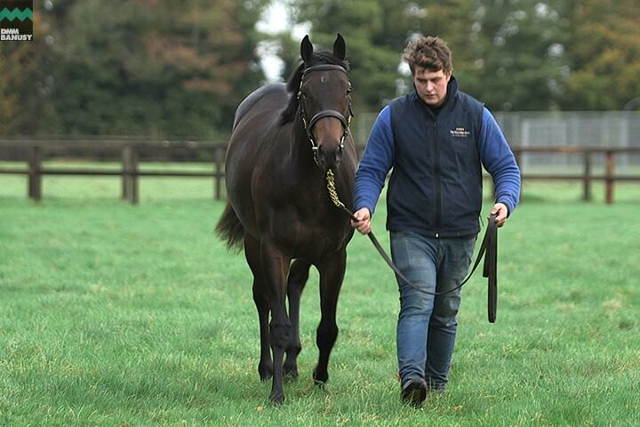 ファイナルドリーム 馬体フォト 2017/10/30