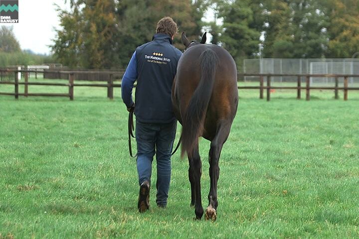 ファイナルドリーム 馬体フォト 2017/10/30