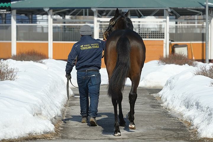 ファイナルドリーム 馬体フォト 2018/03/07