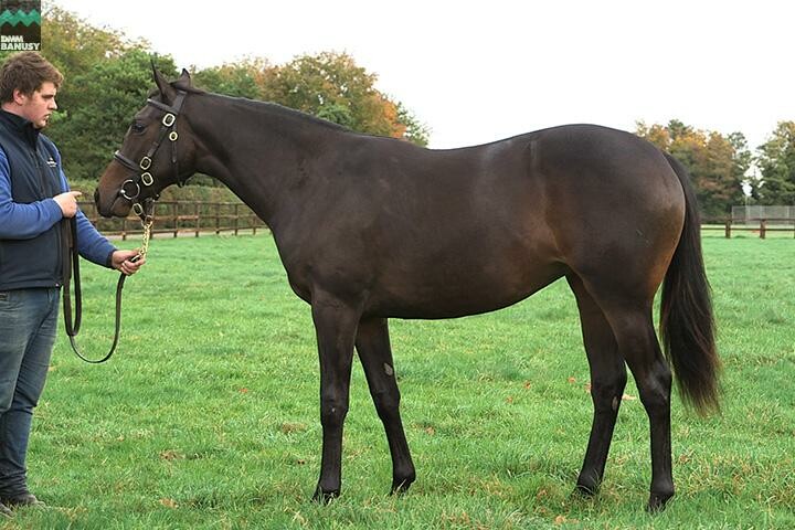 ファイナルドリーム 馬体フォト 2017/10/30