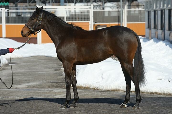 ファイナルドリーム 馬体フォト 2018/03/07