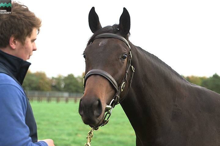 ファイナルドリーム 馬体フォト 2017/10/30