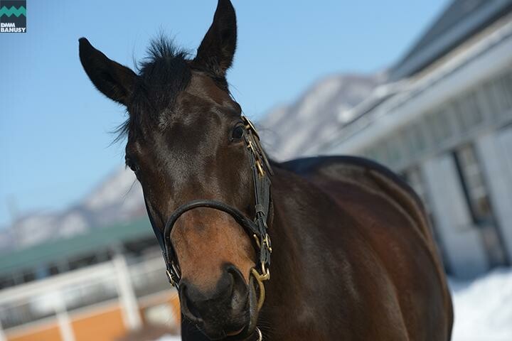 ファイナルドリーム 馬体フォト 2018/03/07