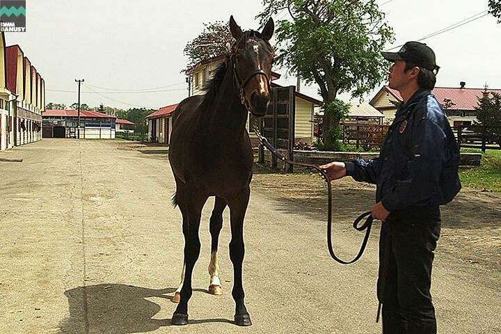 ドリームインパクト 馬体フォト 2017/05/26