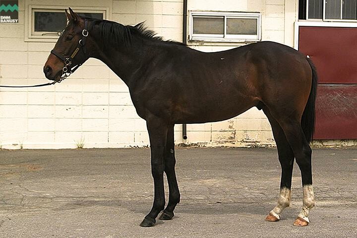 ドリームインパクト 馬体フォト 2017/05/26