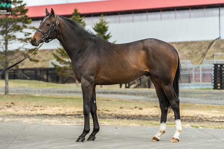 ドリームインパクト 馬体フォト 2018/04/13