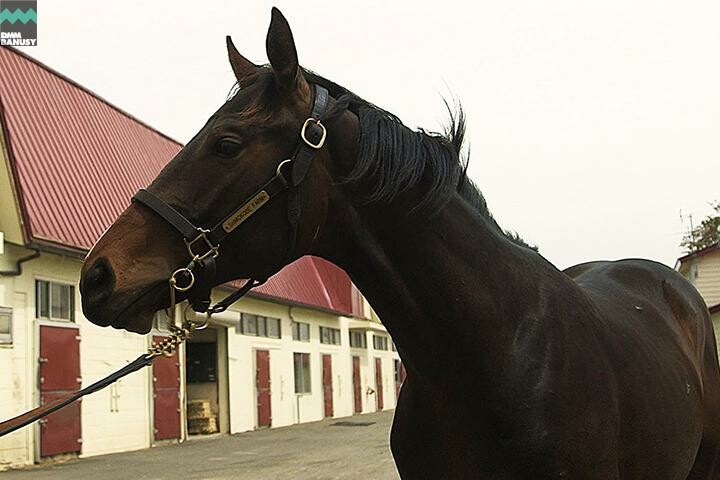 ドリームインパクト 馬体フォト 2017/05/26