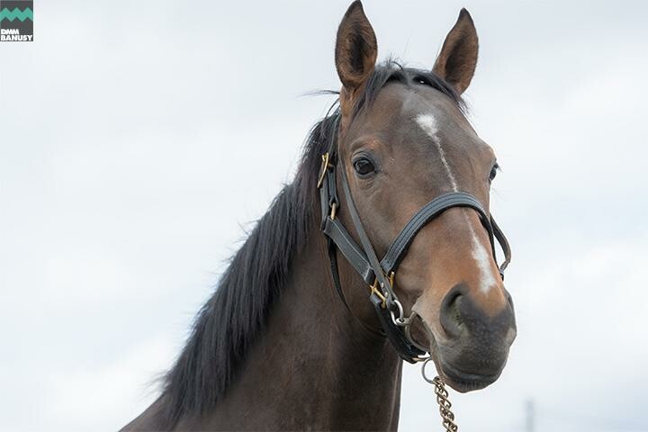 ドリームインパクト 馬体フォト 2018/04/13