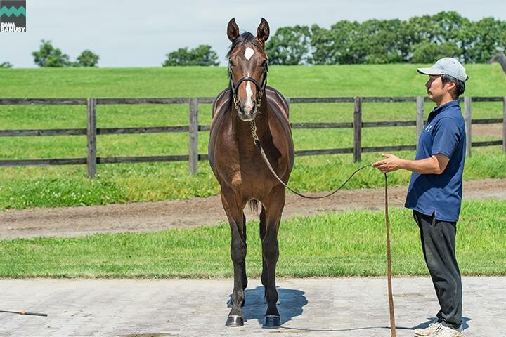 テオファーニア 馬体フォト 2018/07/28