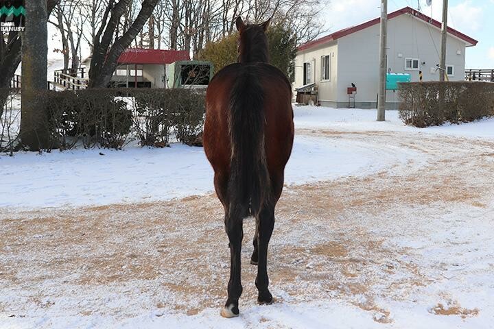 テオファーニア 馬体フォト 2017/12/13