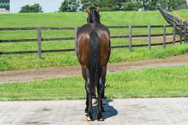 テオファーニア 馬体フォト 2018/07/28