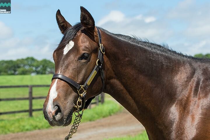 テオファーニア 馬体フォト 2018/07/28