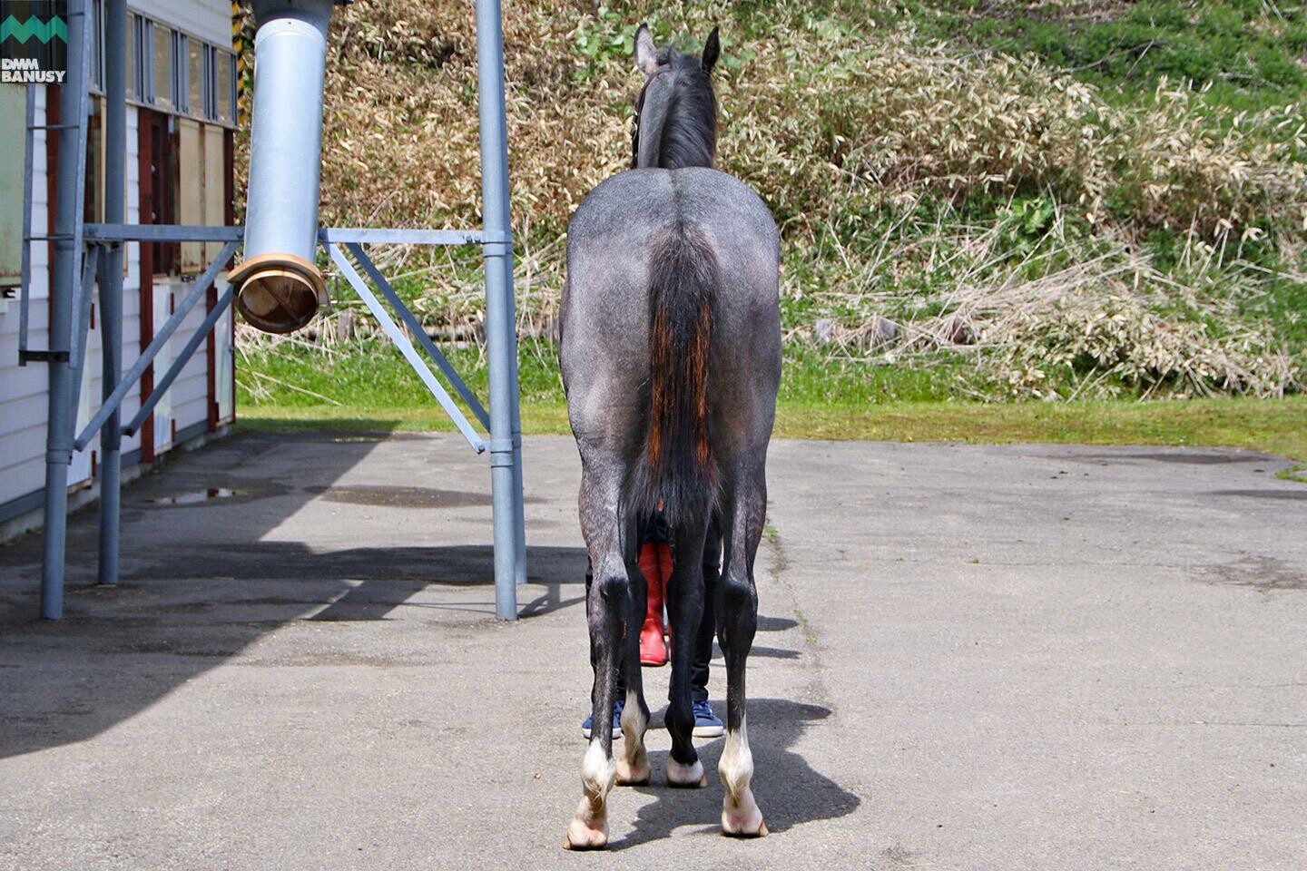 ニコニコルンルン 馬体フォト 2021/05/10