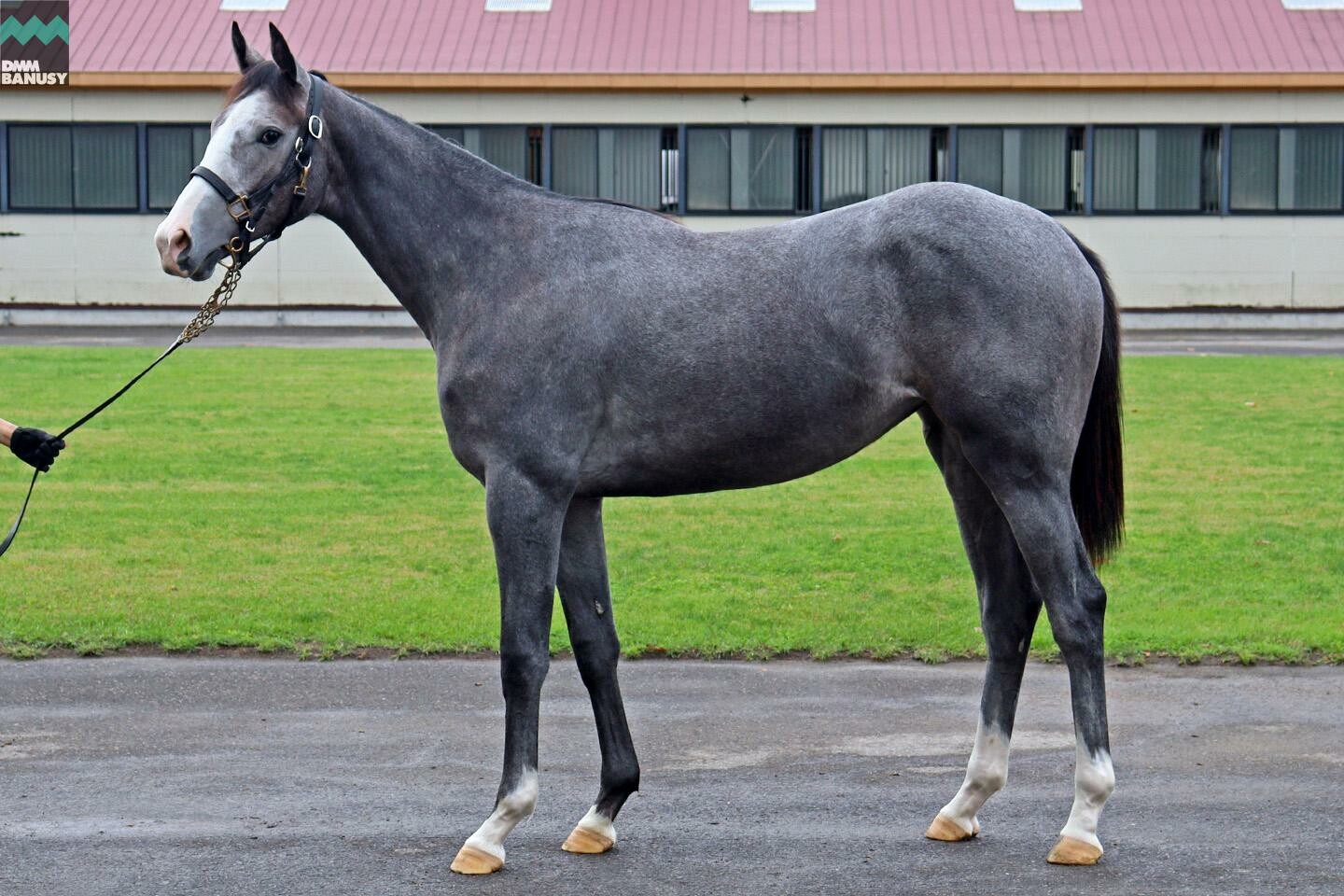 ニコニコルンルン 馬体フォト 2021/10/05