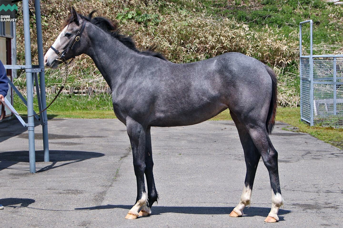 ニコニコルンルン 馬体フォト 2021/05/10