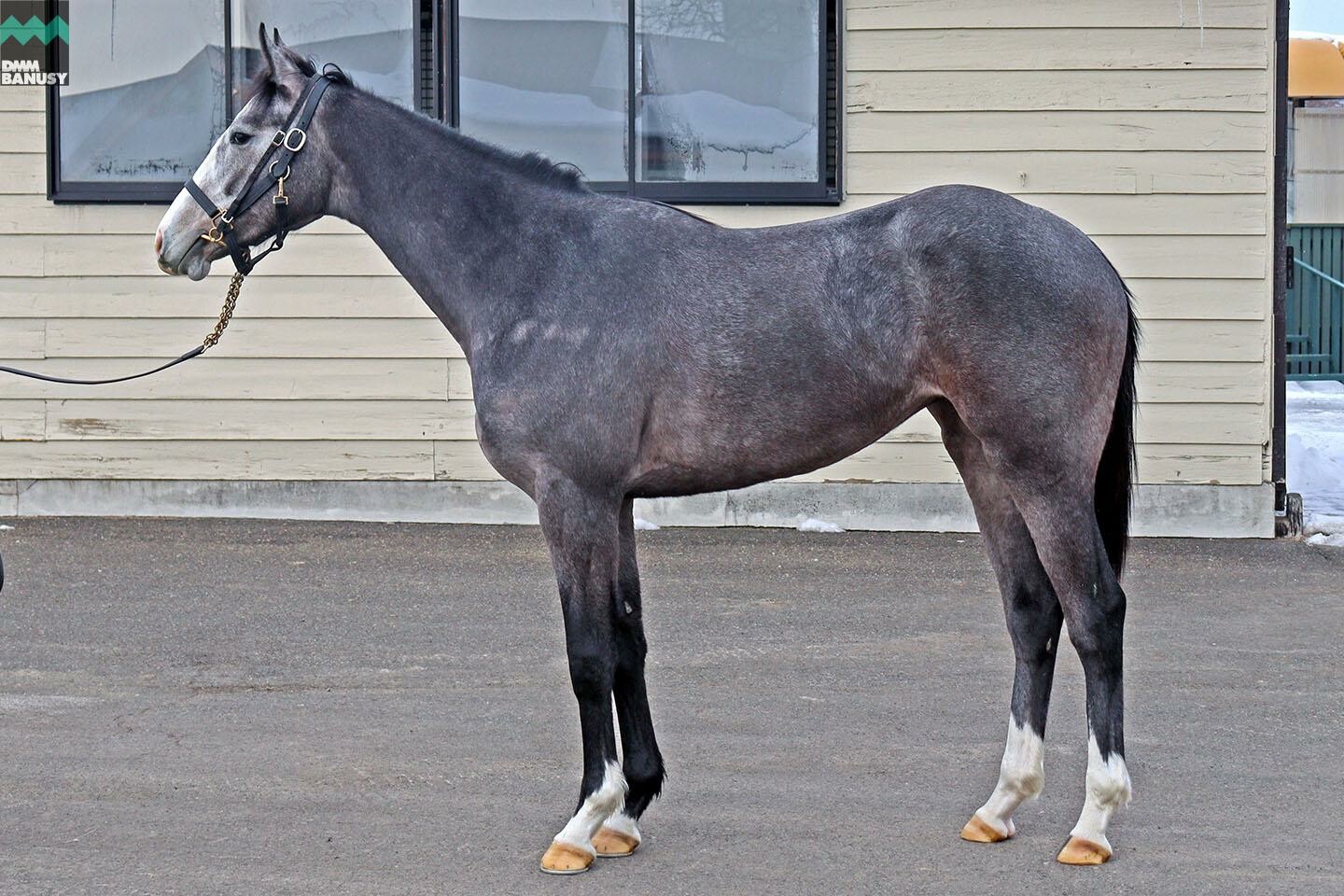 ニコニコルンルン 馬体フォト 2022/02/04