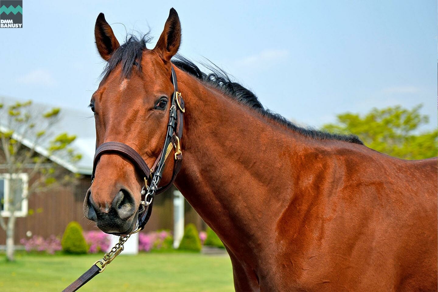 シュリット 馬体フォト 2022/05/19