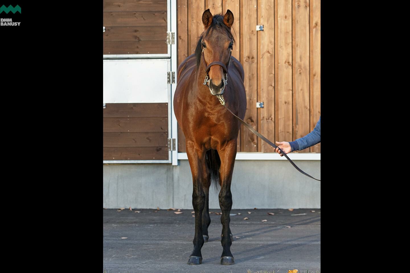 ラヴィエント 馬体フォト 2019/11/04