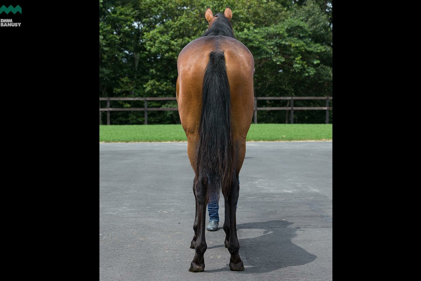 ラヴィエント 馬体フォト 2019/07/30