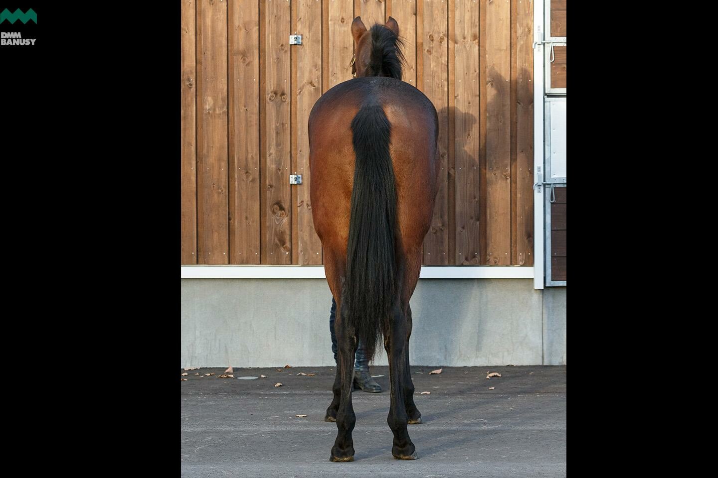 ラヴィエント 馬体フォト 2019/11/04